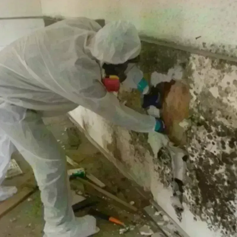 Mold Remediation and Removal in Arizona City, AZ